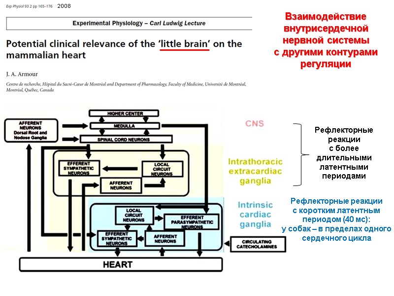 Взаимодействие внутрисердечной нервной системы  с другими контурами регуляции Рефлекторные реакции  с коротким